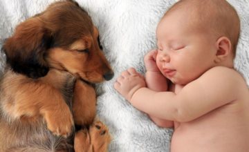 Neonati e animali domestici: 5 regole pratiche per una convivenza pacifica